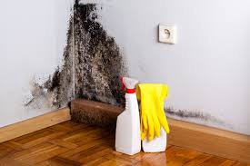 Best Mold Damage Restoration in North Bellmore, NY